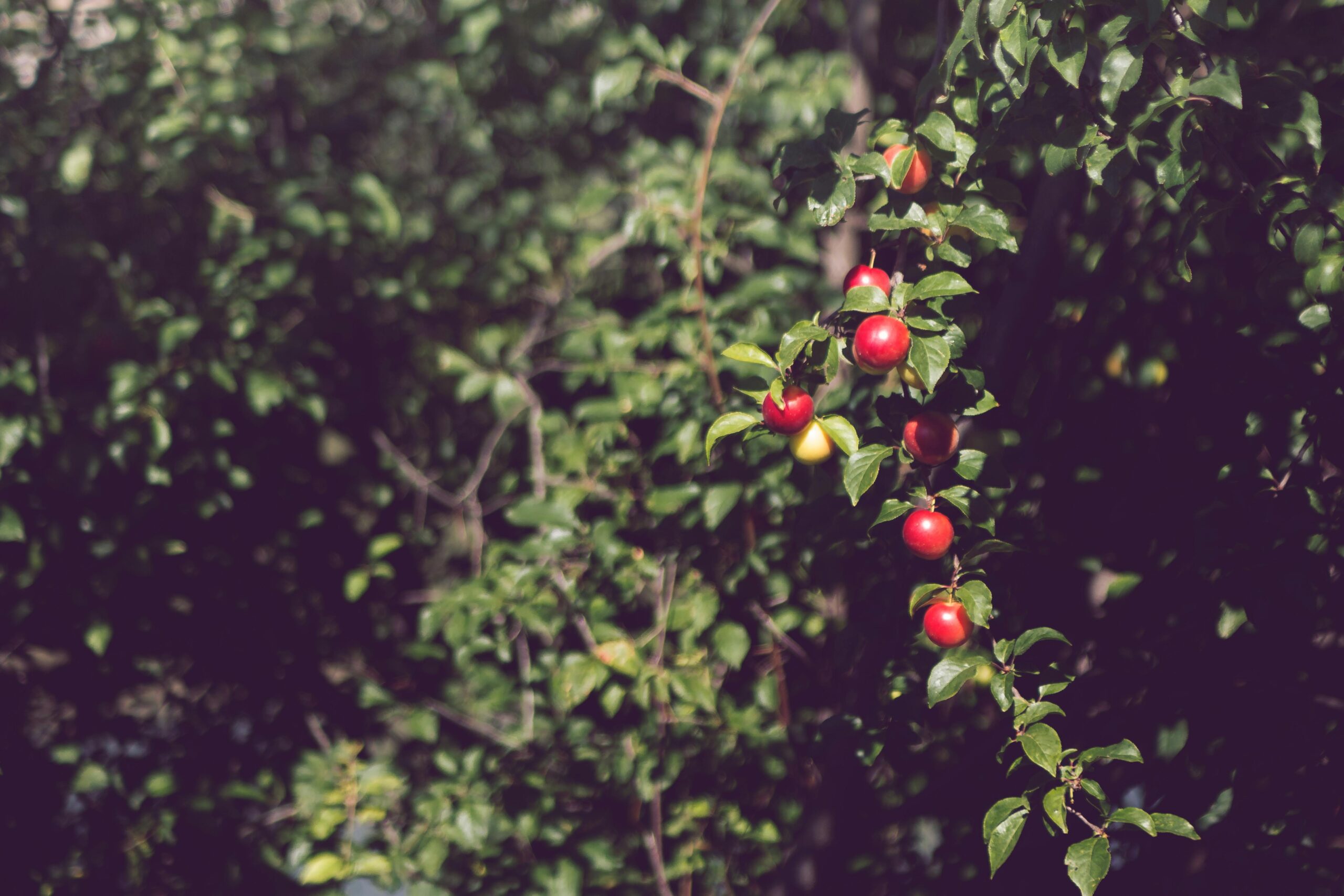 Acerola (Malpighia emarginata): Health Benefits And Uses