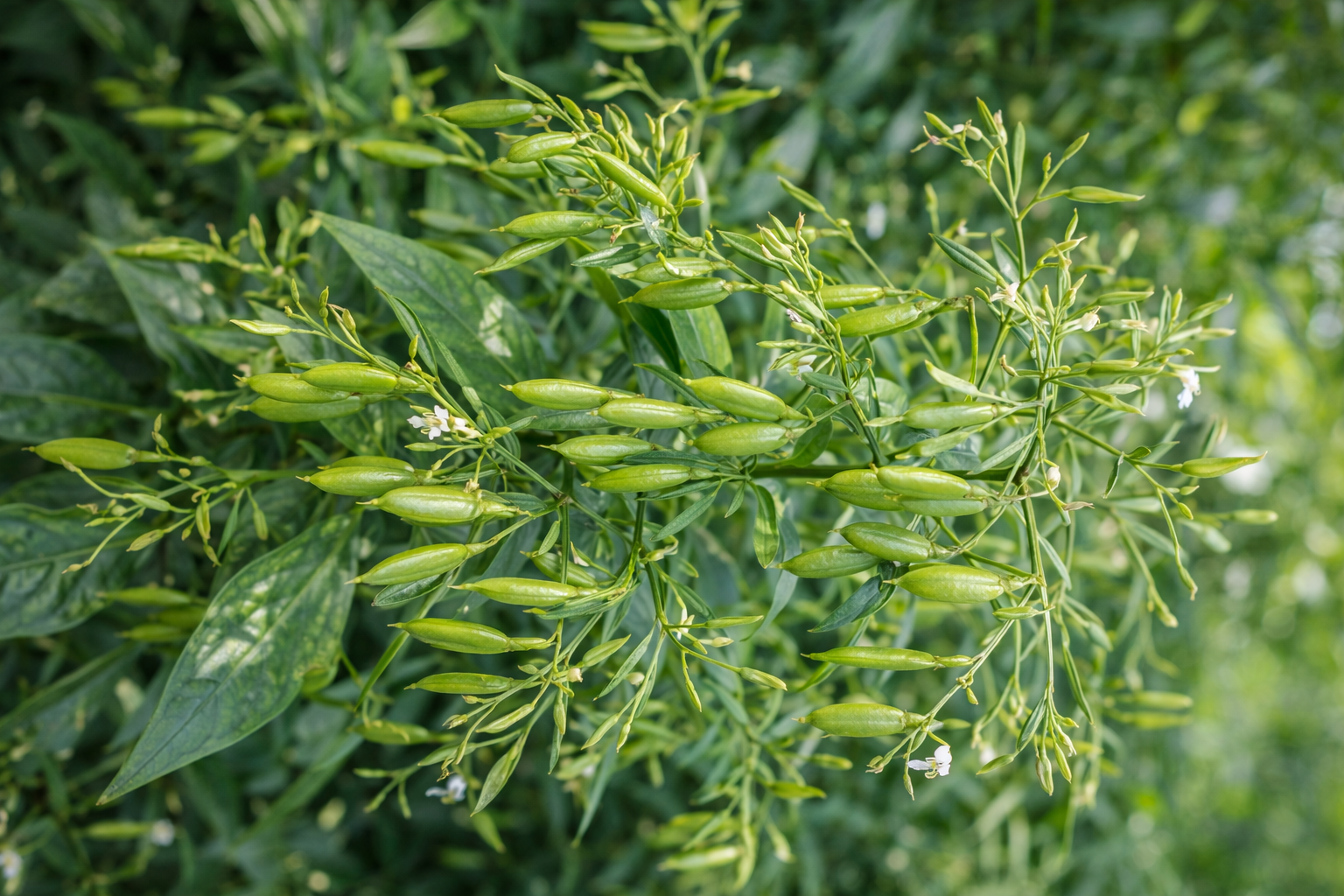 Andrograhis Benefits as illustrated by plant parts