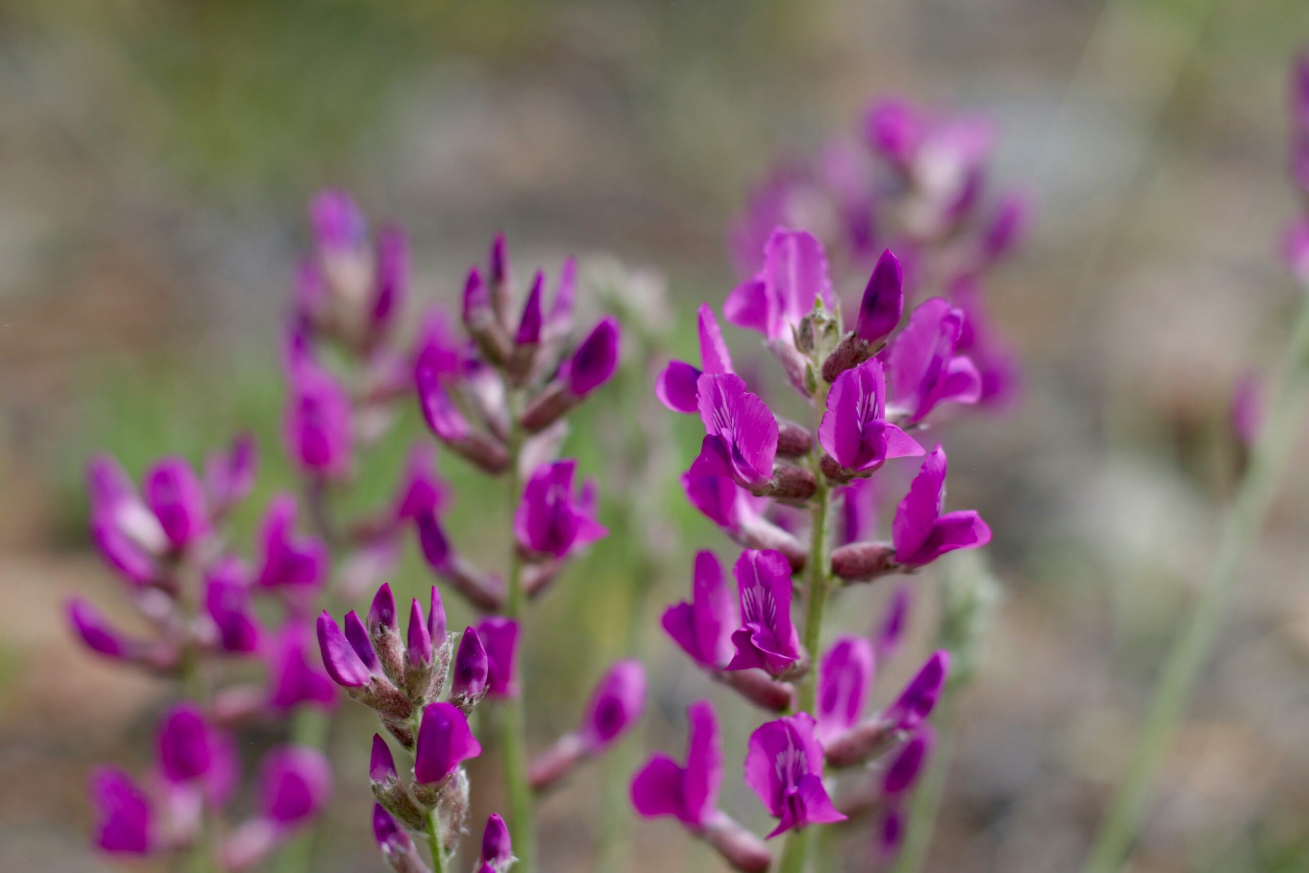 Astragalus benefits as illustrated by plant parts