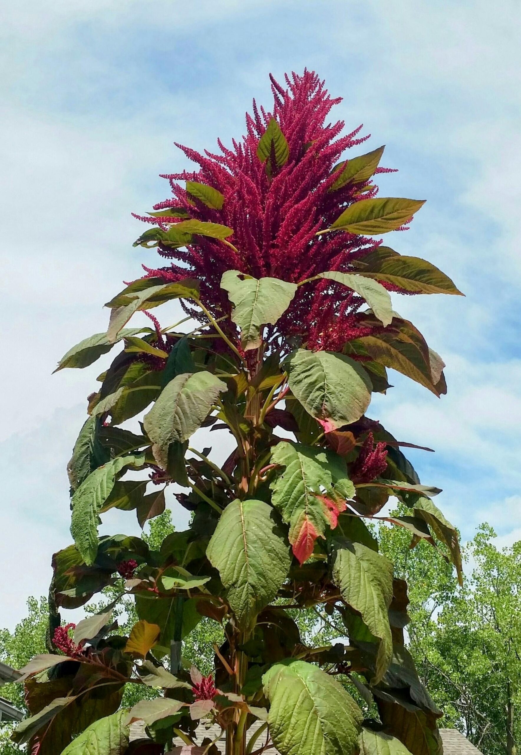 Amaranth: Benefits, Uses and Natural Remedies