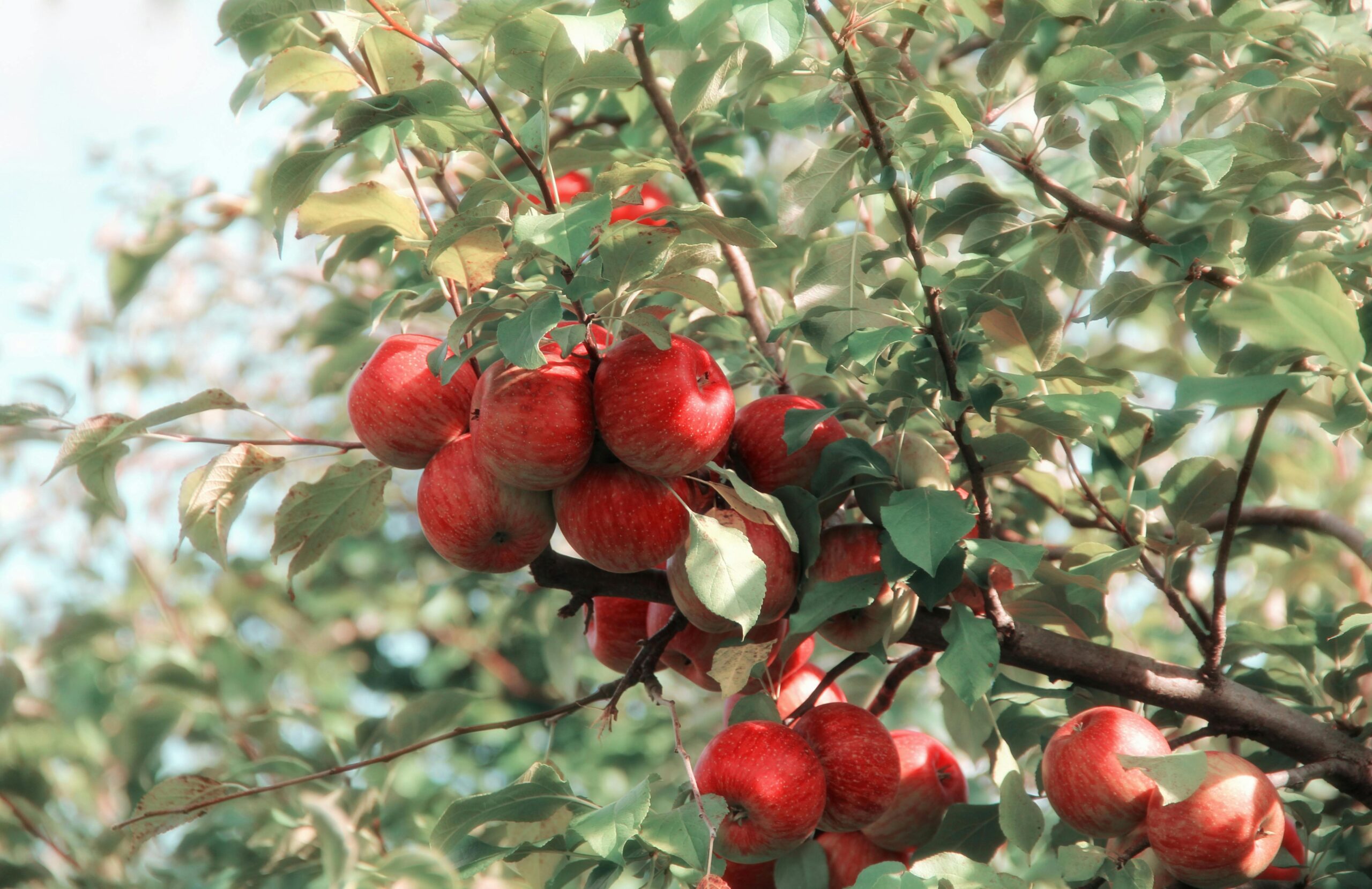 Apples (malus domestica): Health Benefits And Uses