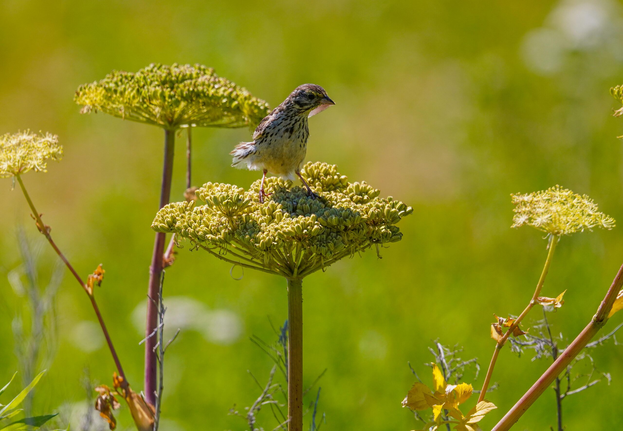 Angelica (angelica archangelica)Benefits, Uses, Preparations, And Cultivation