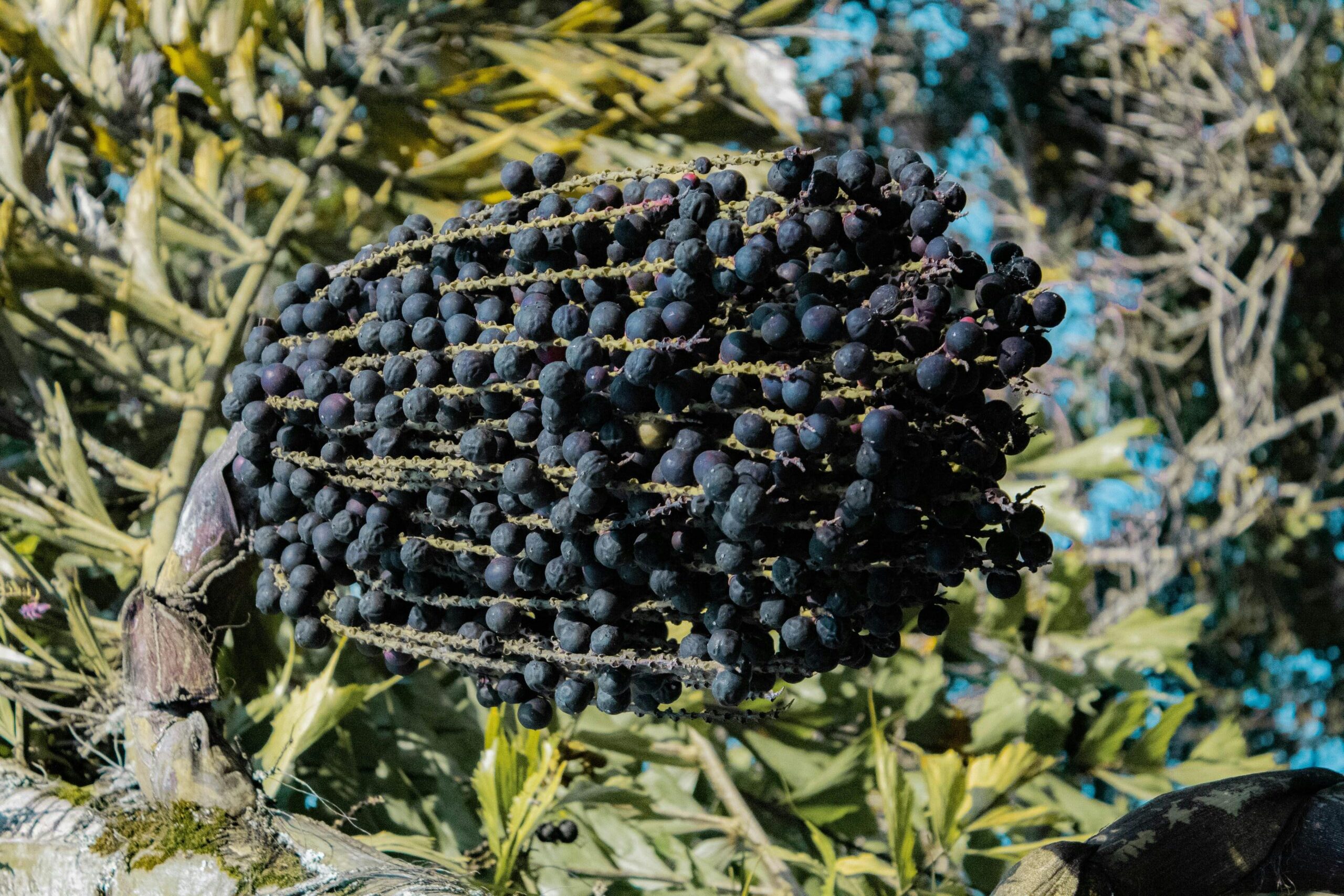 Acai Berry (Euterpe oleracea): Health Benefits and Uses