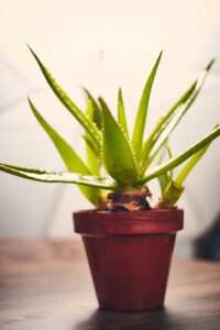 How to gro aloe vera at home, as illustrated with a potted aloe vera plant—Home gardening