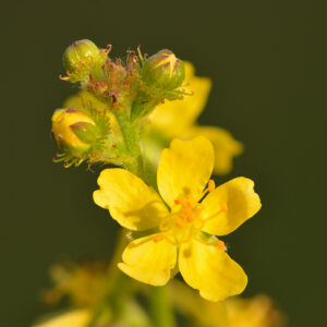 Agrimony flower illustration often used to support liver and Skin health