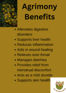 Agrimony Health Benefits
