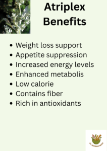 infographic poster on the health benefits of atriplex, aka saltbush and orache