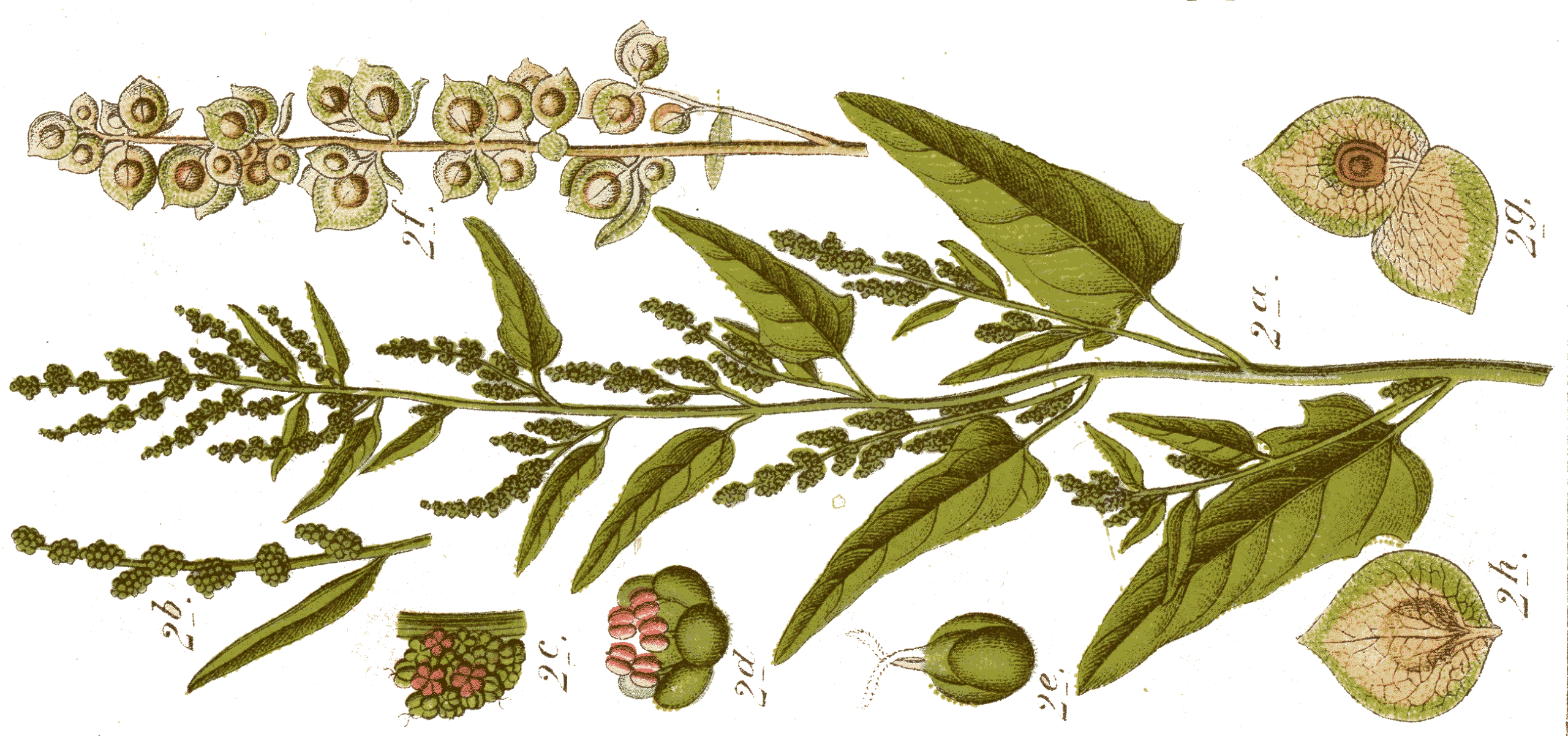 By Johann Georg Sturm (Painter: Jacob Sturm) - Figure from Deutschlands Flora in Abbildungen at http://www.biolib.de, Public Domain, https://commons.wikimedia.org/w/index.php?curid=732586 Illustration of the uses and benefits of saltbushes