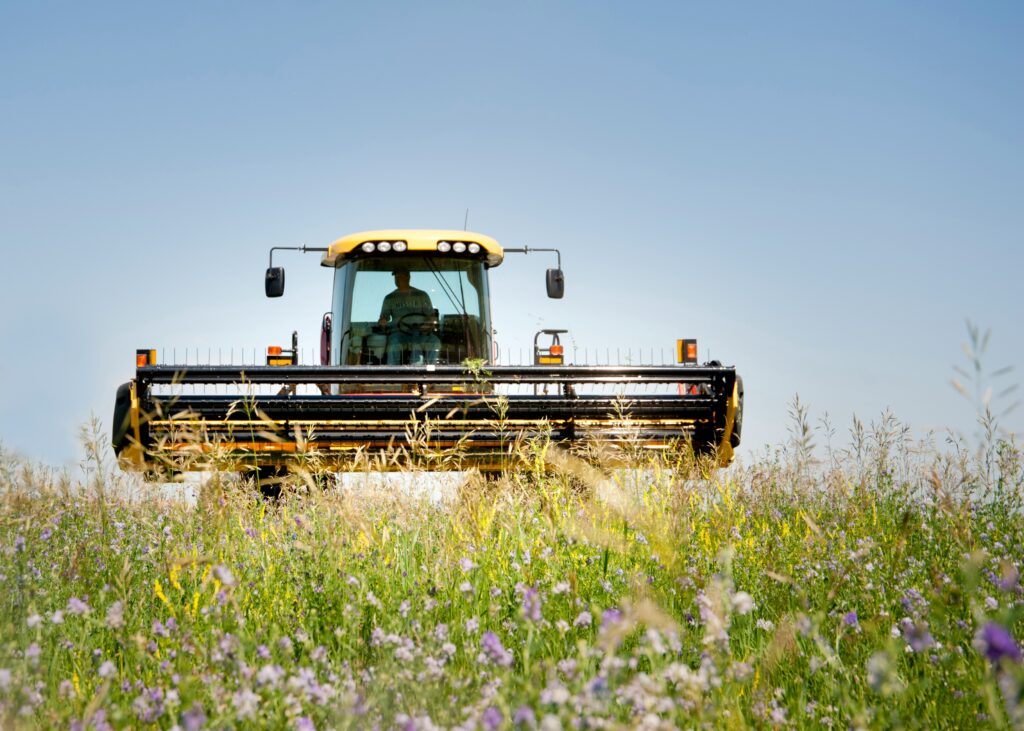 Image of alfalfa out in the wild, a nod to its cultivation