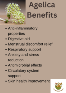 Angelica health benefits and uses infographic.