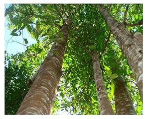 Agarwood (Aquilaria spp.): Benefits, Uses, and Natural Remedies