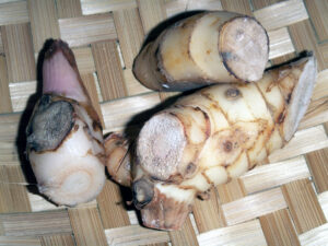 a picture of alpinia rhizomes often used in herbal preparations.