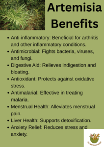 Artemisia benefits educational infographic