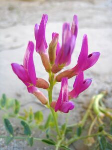 Astragalus plant illustration, often used as a tonic for the liver