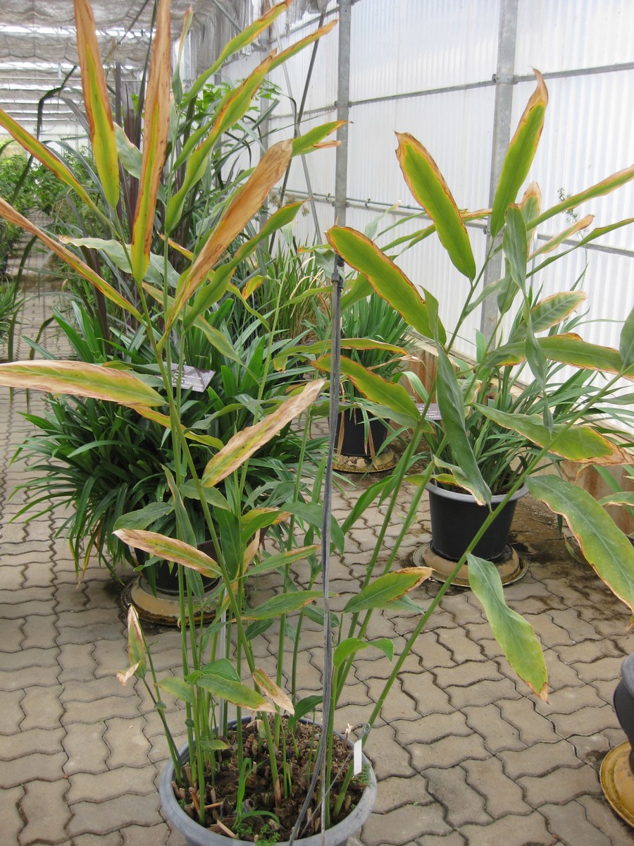 An image of alpinia galanga. Photo fromBy Raffi Kojian - http://Gardenology.org, CC BY-SA 3.0,