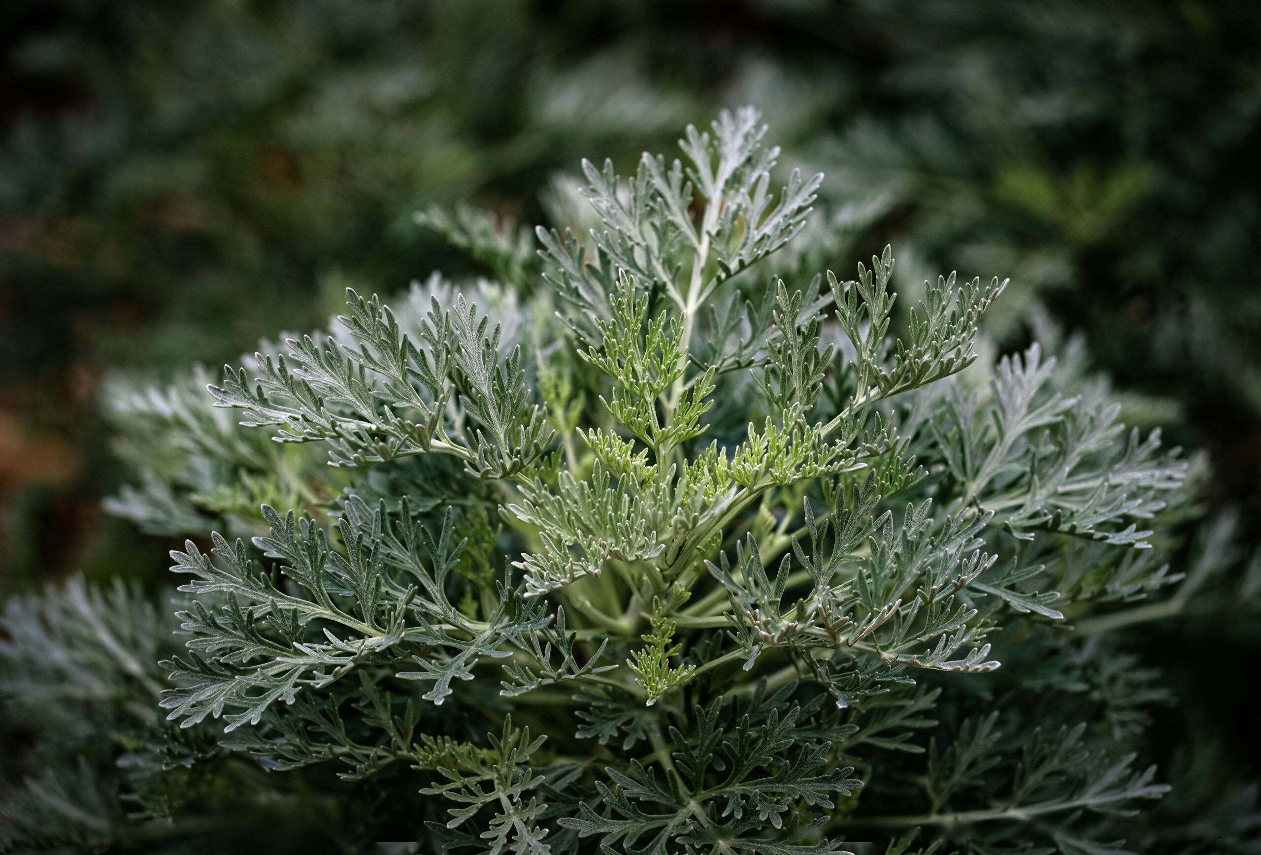 Artemisia/Sweet wormwood Benefits as illustarted by plant parts