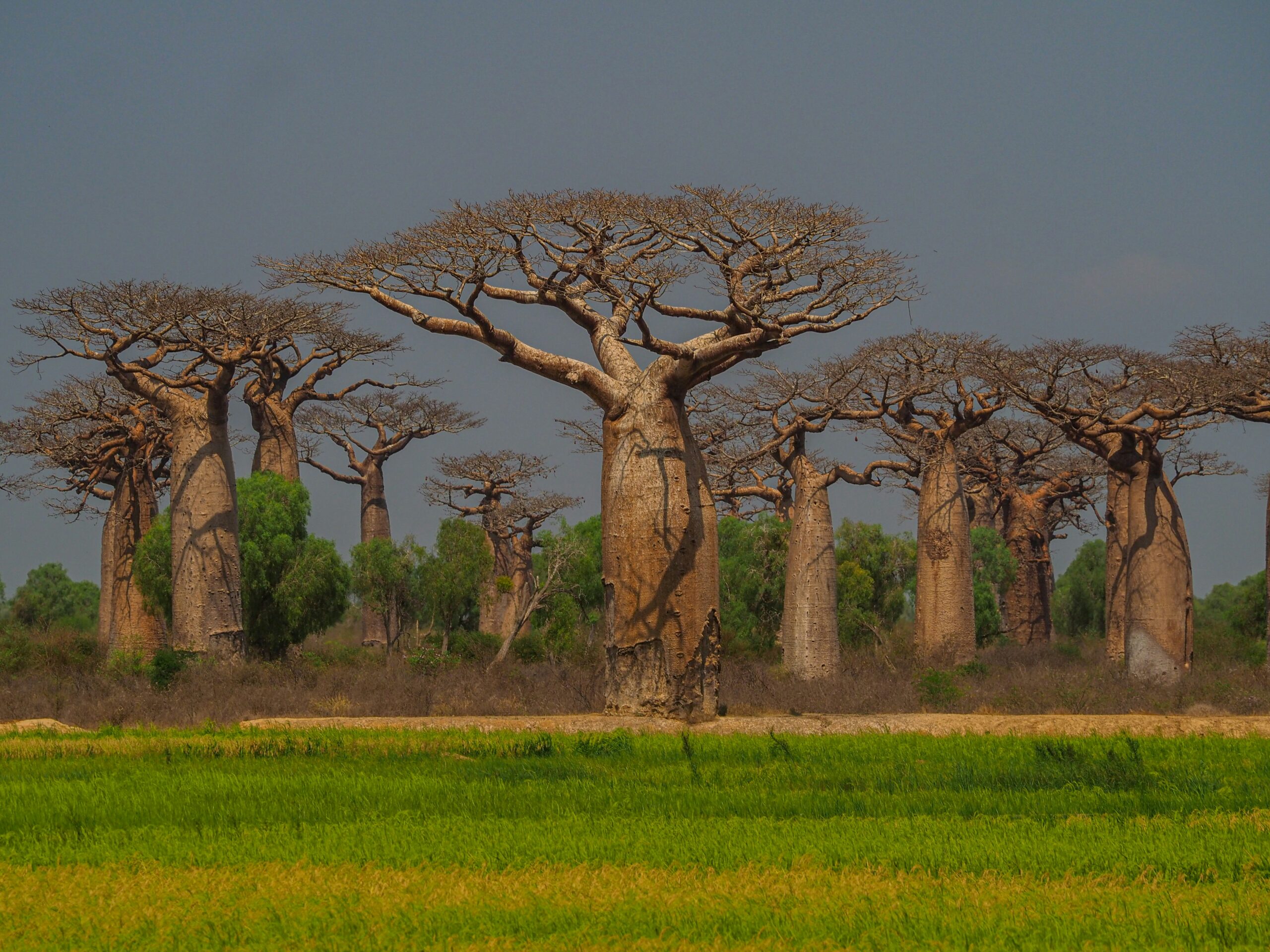 An image of the Boba tree, popularly used as an herb for ailments like diarrhea relief