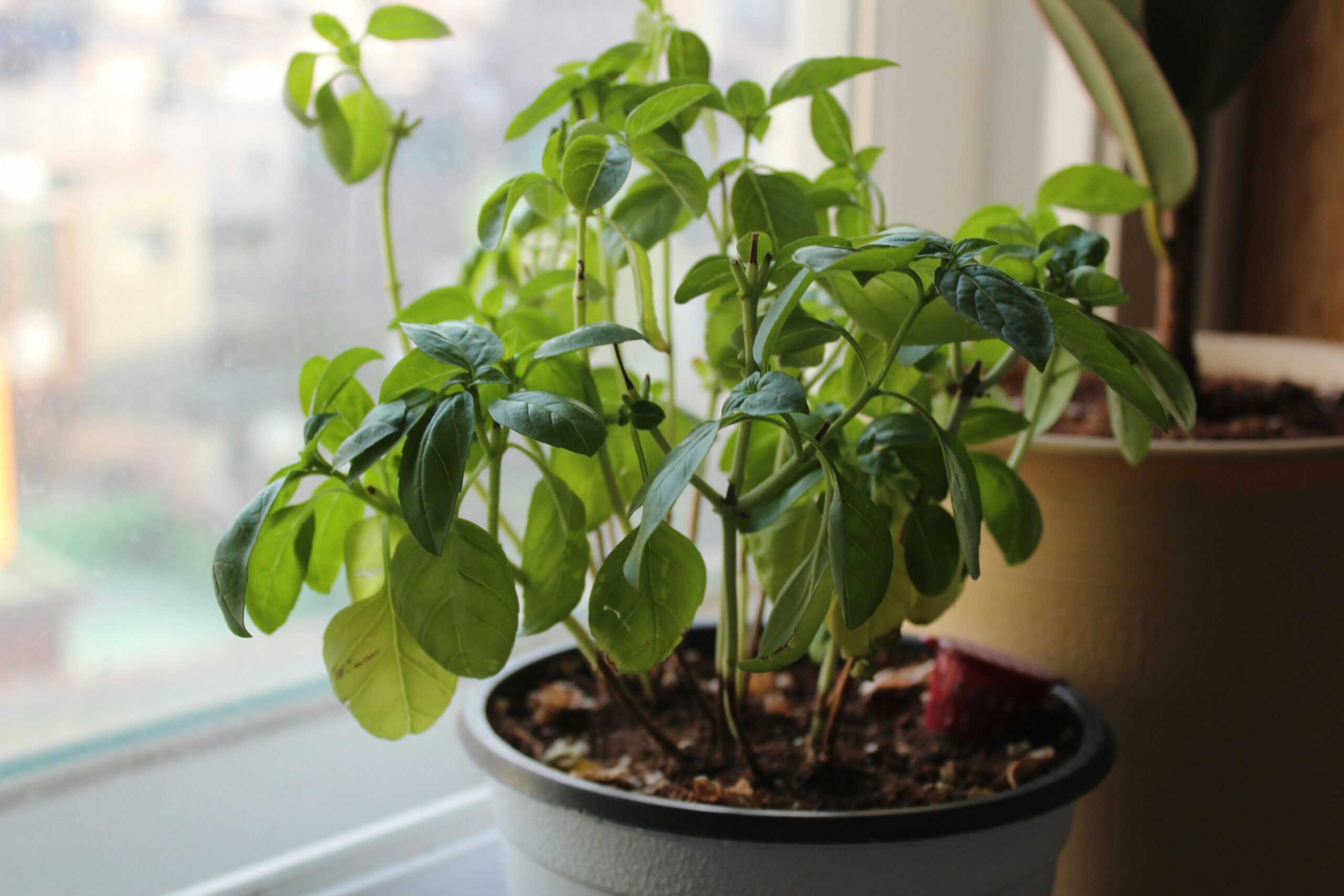 Basil (Ocimum basilicum): Benefits, Uses,Safety and Dosage