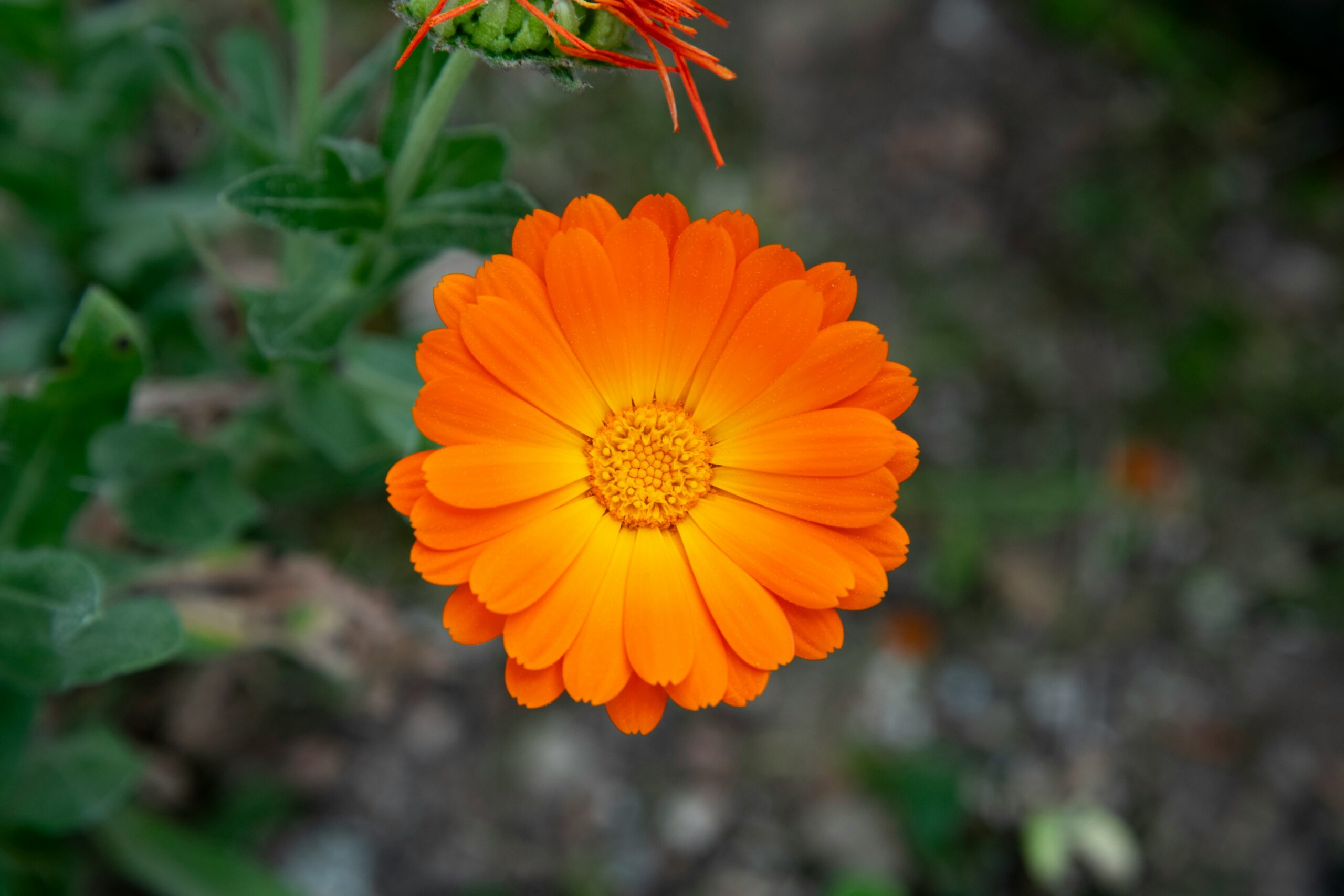 Calendula (Calendula officinalis): Benefits, Uses, Safety and Dosage