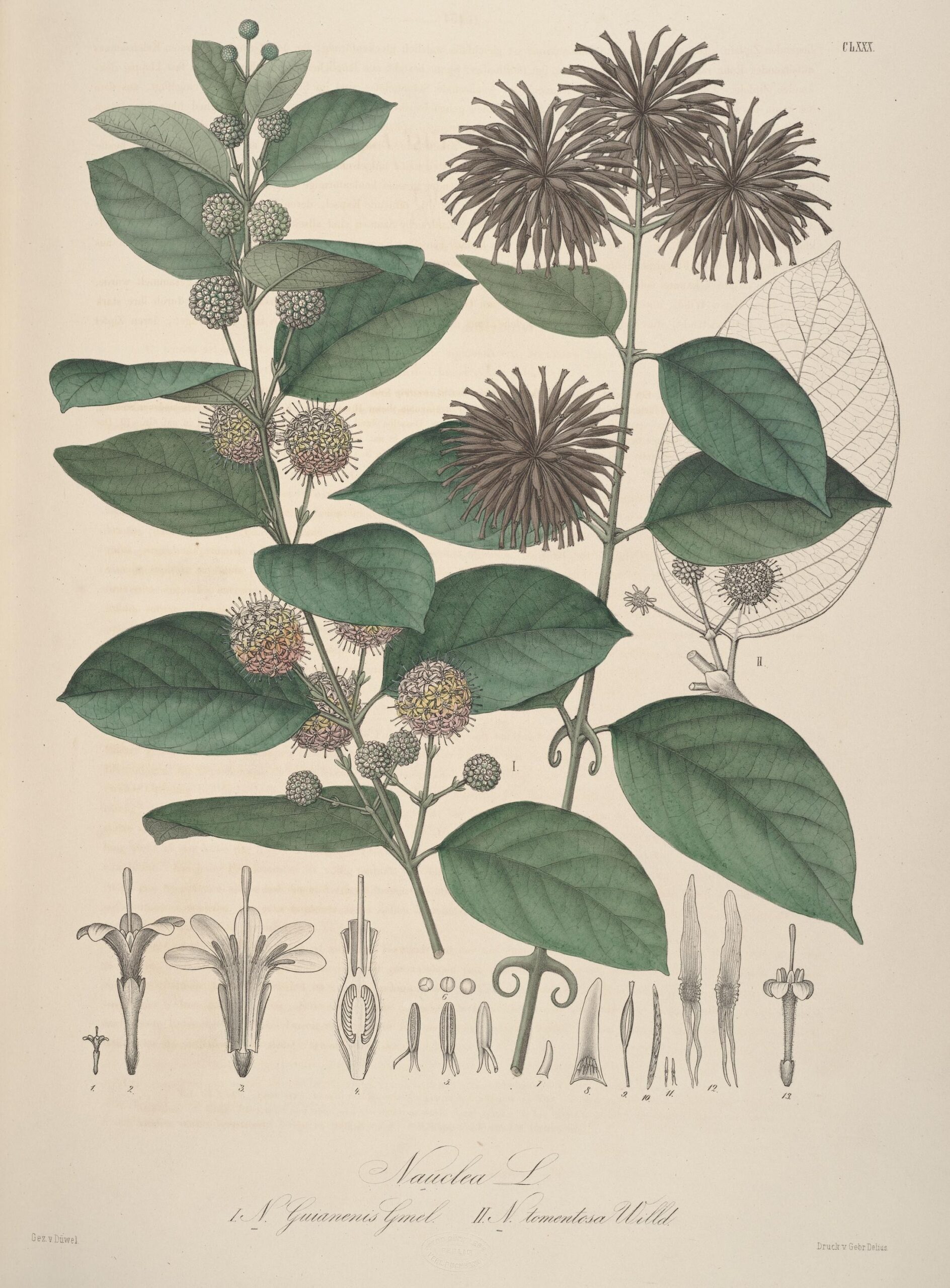 Cat’s Claw (Uncaria tomentosa/guaianensis): Benefits, Uses, Safety and Dosing