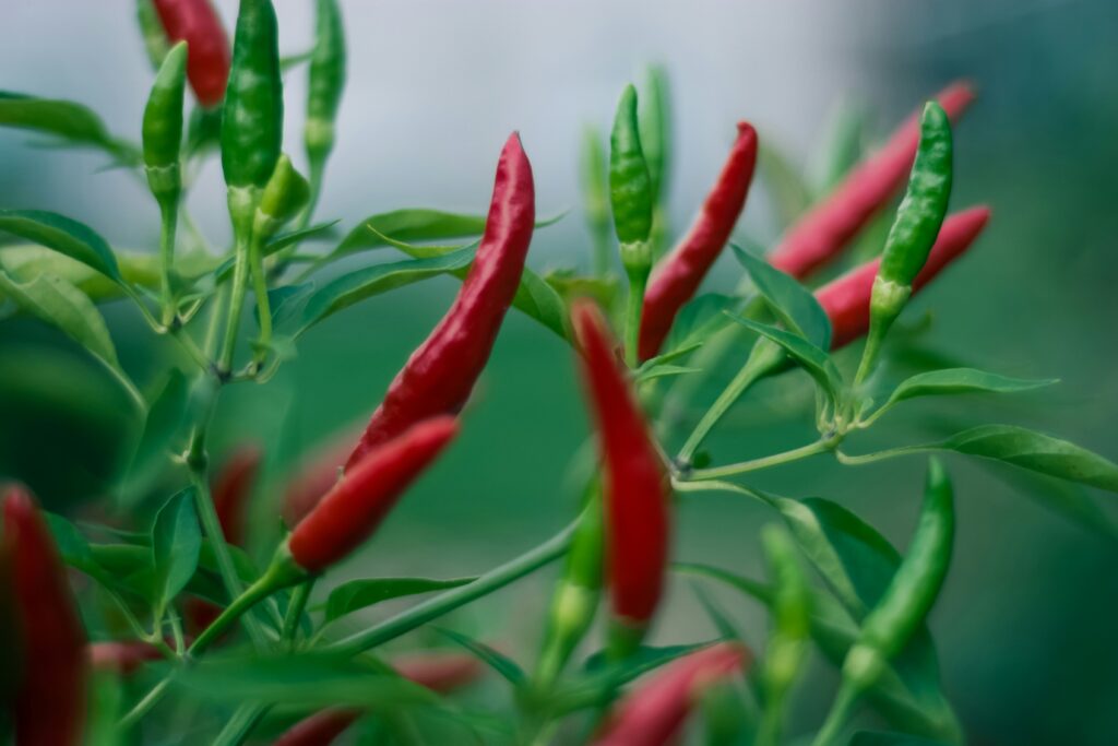 Picture of cayenne pepper plant, a nod to its cultivation