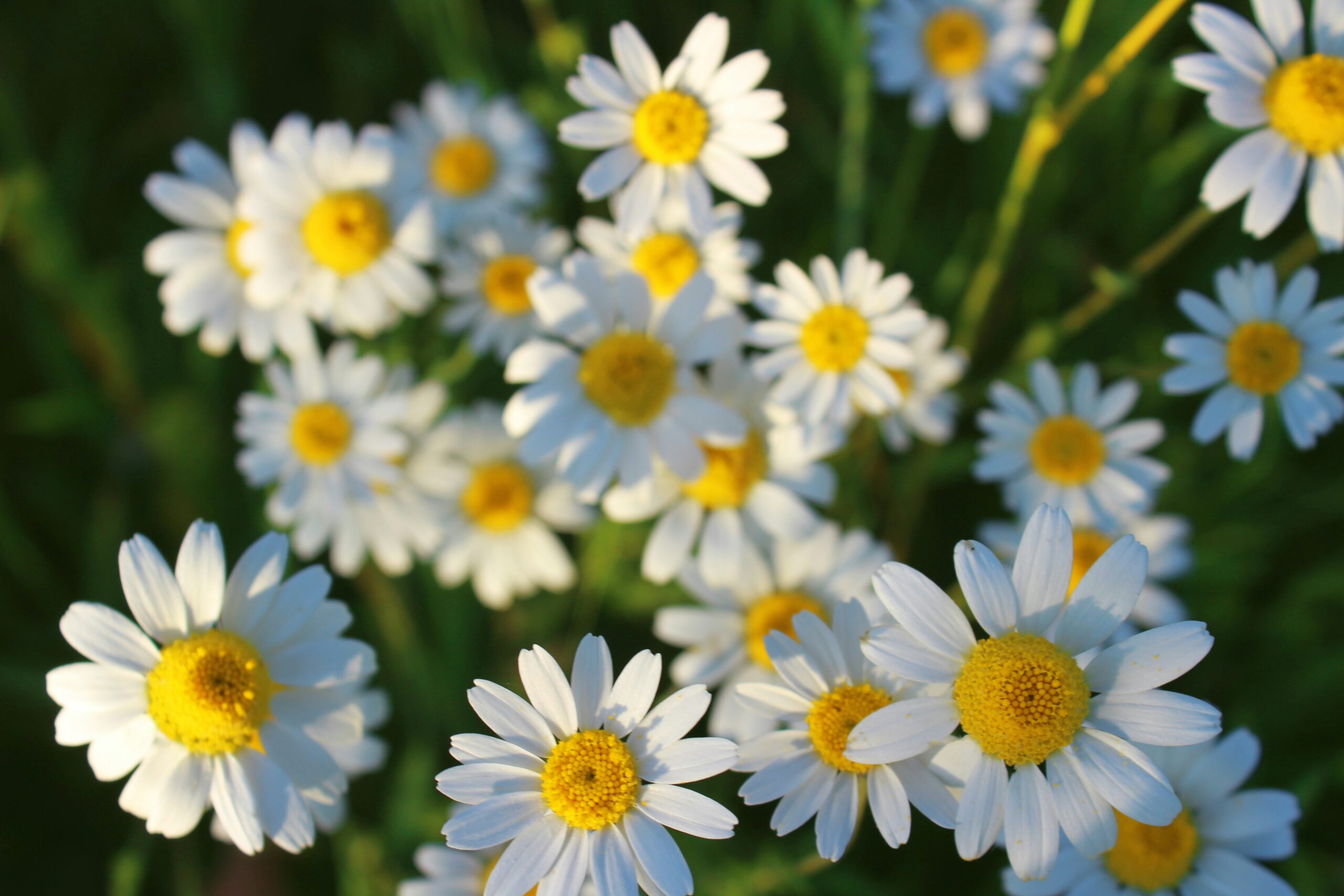 Chamomile (Matricaria chamomila/Chamaemelum nobile): Benefits, Uses, Safety and Dosing