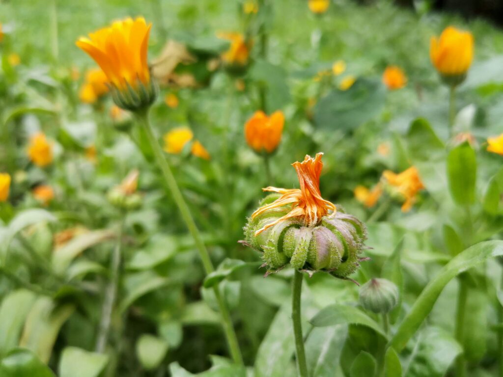close-up image of calendula in the fields as a way of understanding its cultivation
