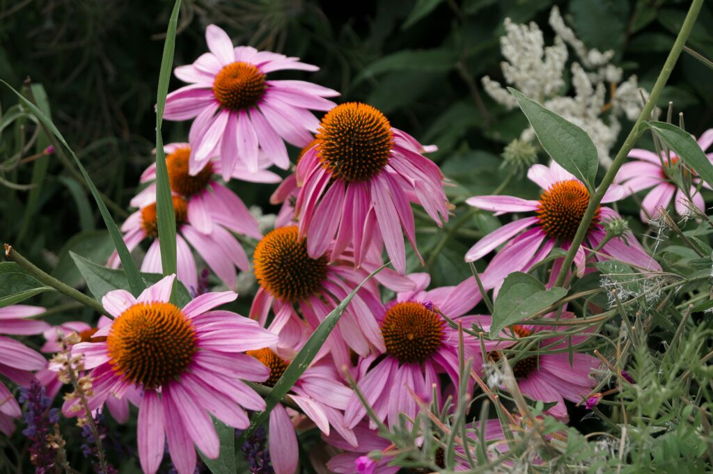 A picture of echinacea plant as a visual aide in understanding its cultivation