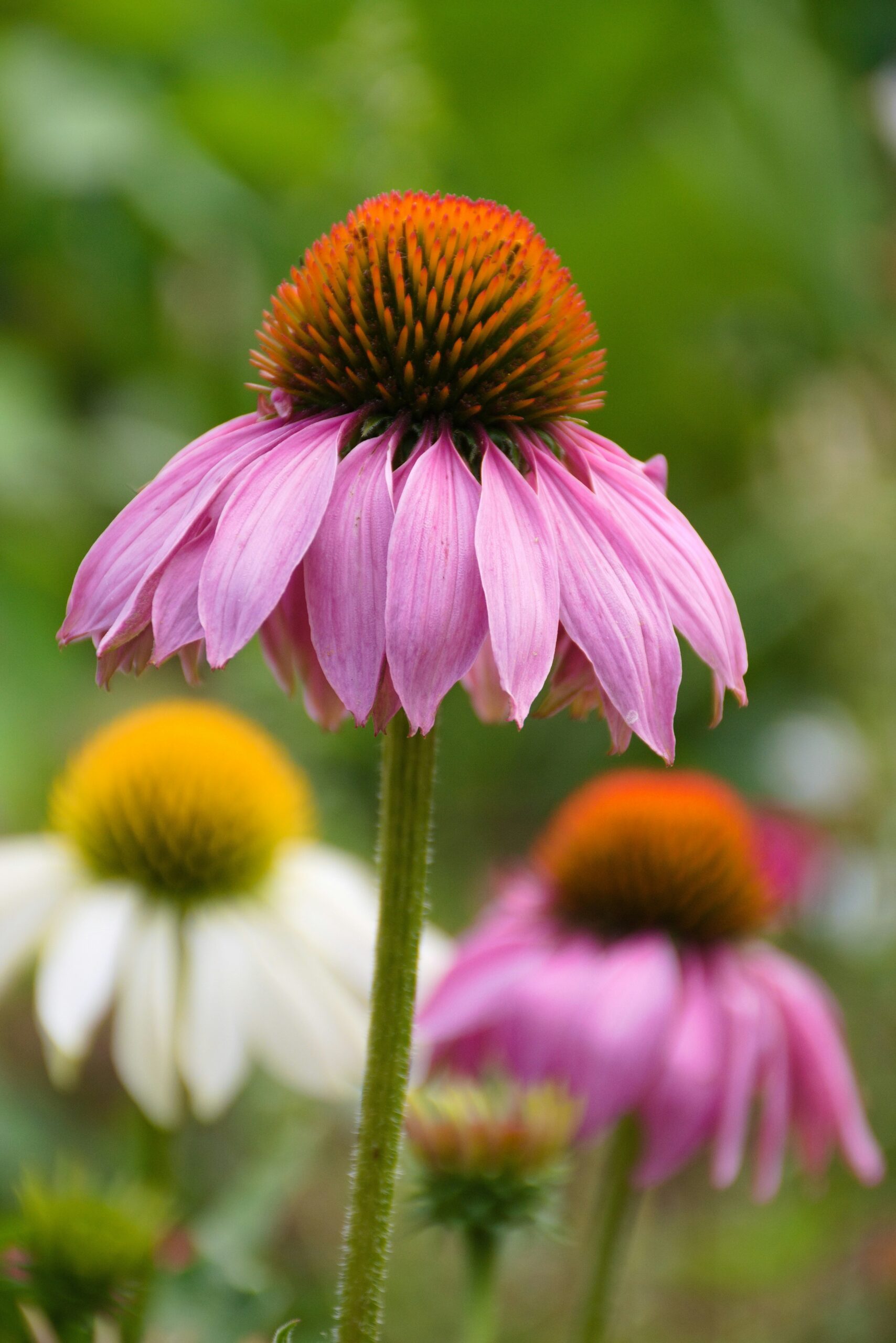 Image of echinacea flower head