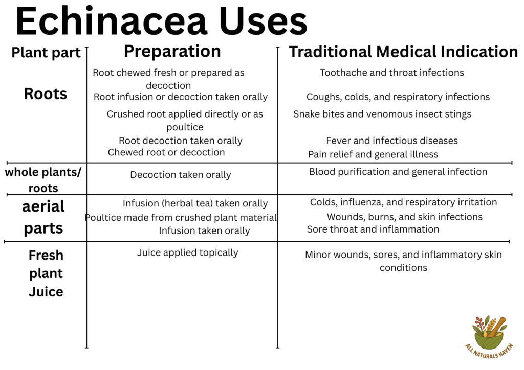 Informational banner on the traditional medical uses of echinacea like in colds and coughs