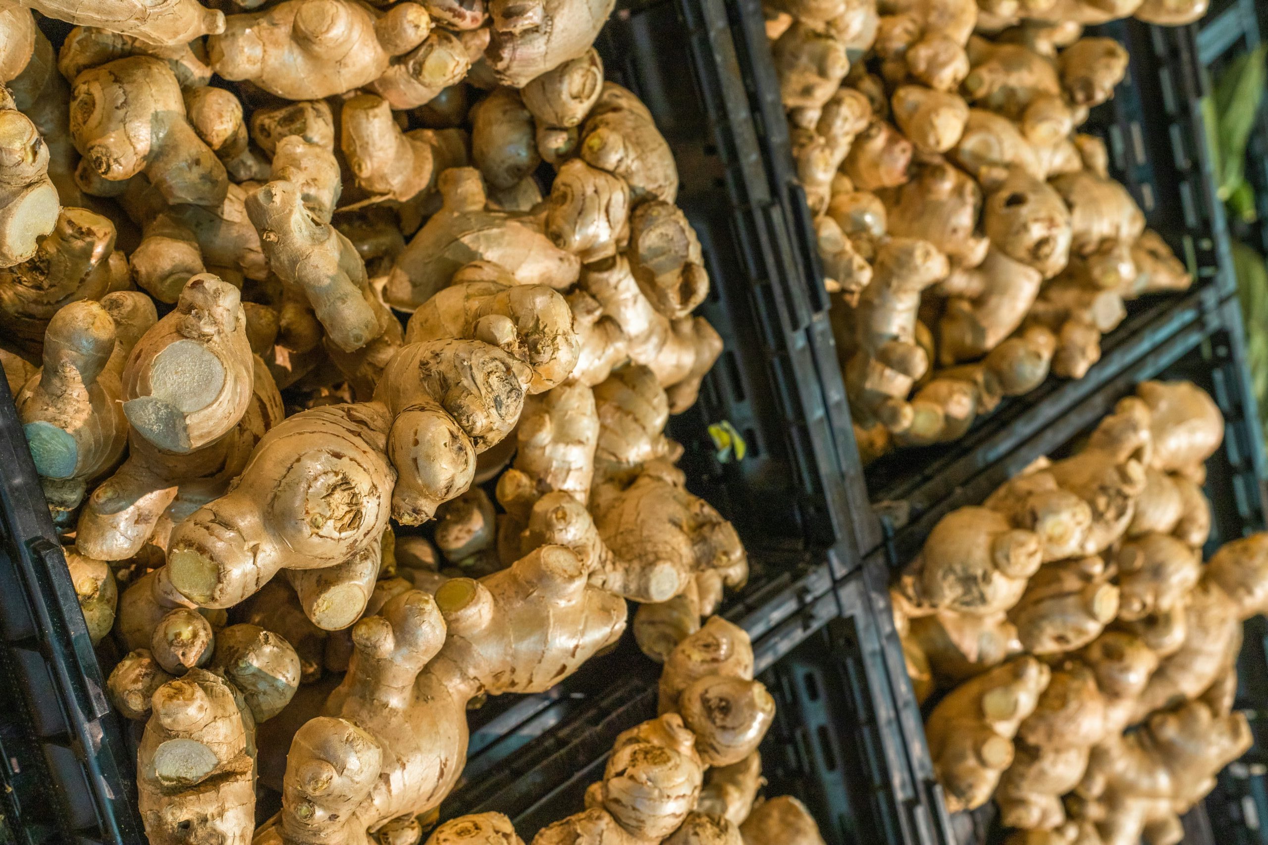 Picture of ginger roots