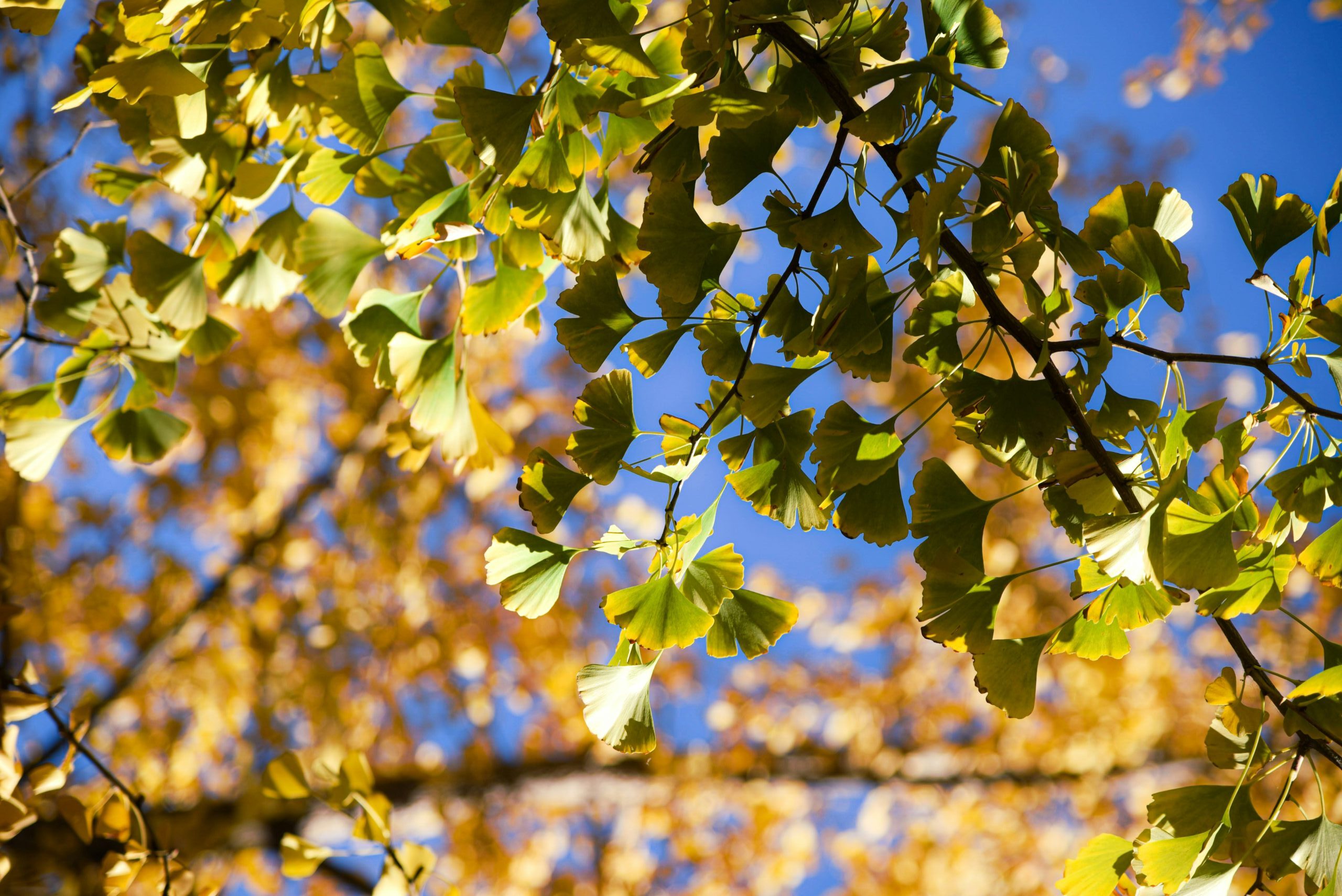 A picture of a ginkgo plant