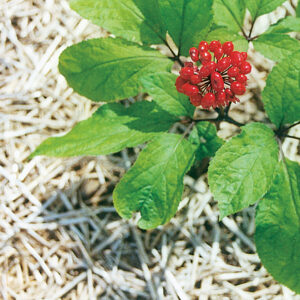 Picture of ginseng plant, as part of understanding its cultivation