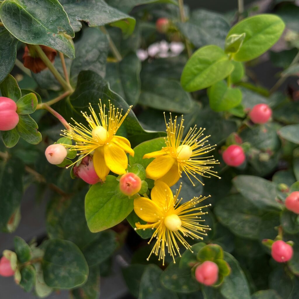 An up-close image of St. John's wort plant, a visual aid into its cultivation