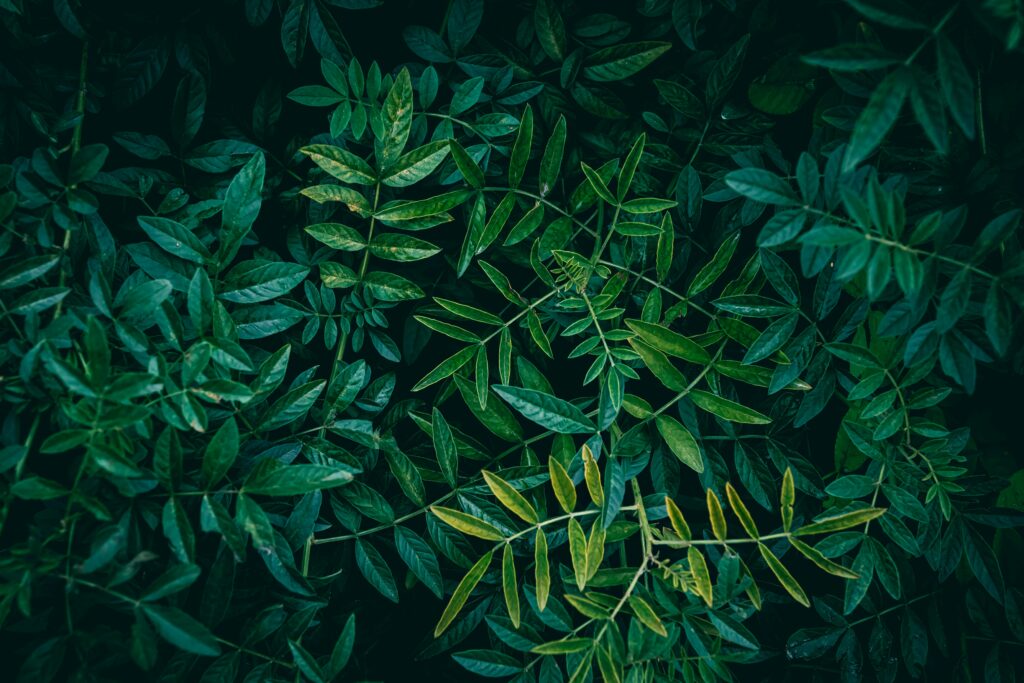 An image of liquorice leaves