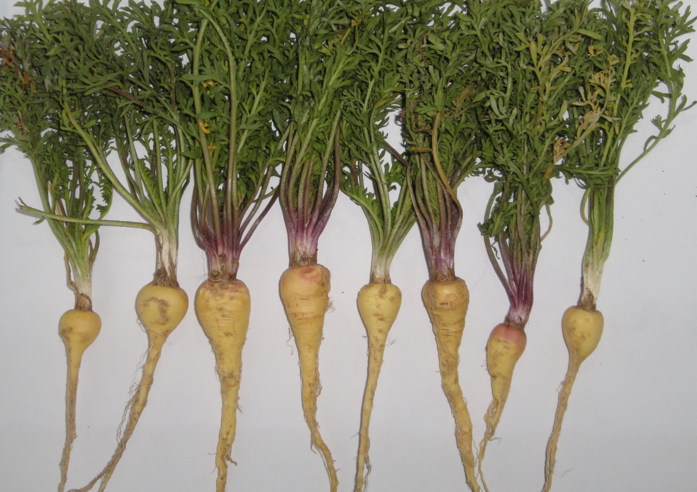 Image of maca herb