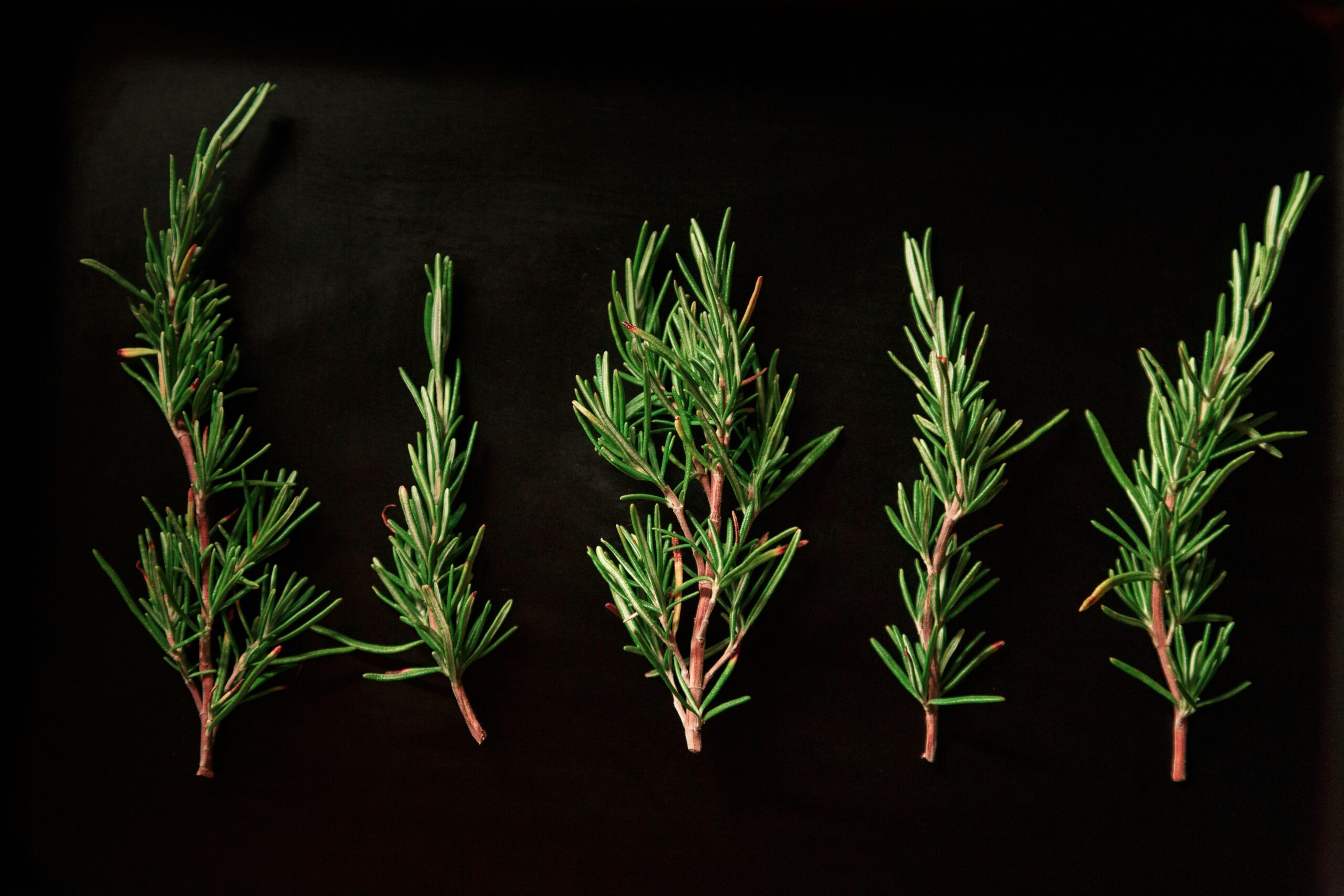 Rosemary (Salvia Rosmarinus): Benefits, Uses, Safety, Dosage