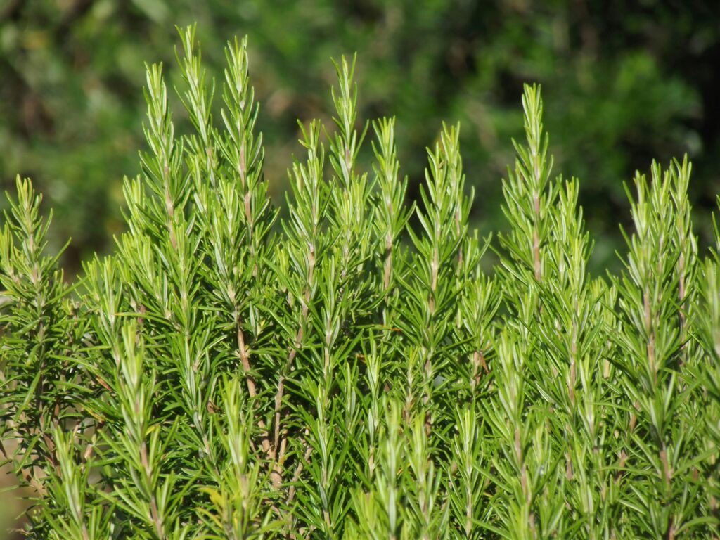 Image of rosemary bush, a nod to its cultivation