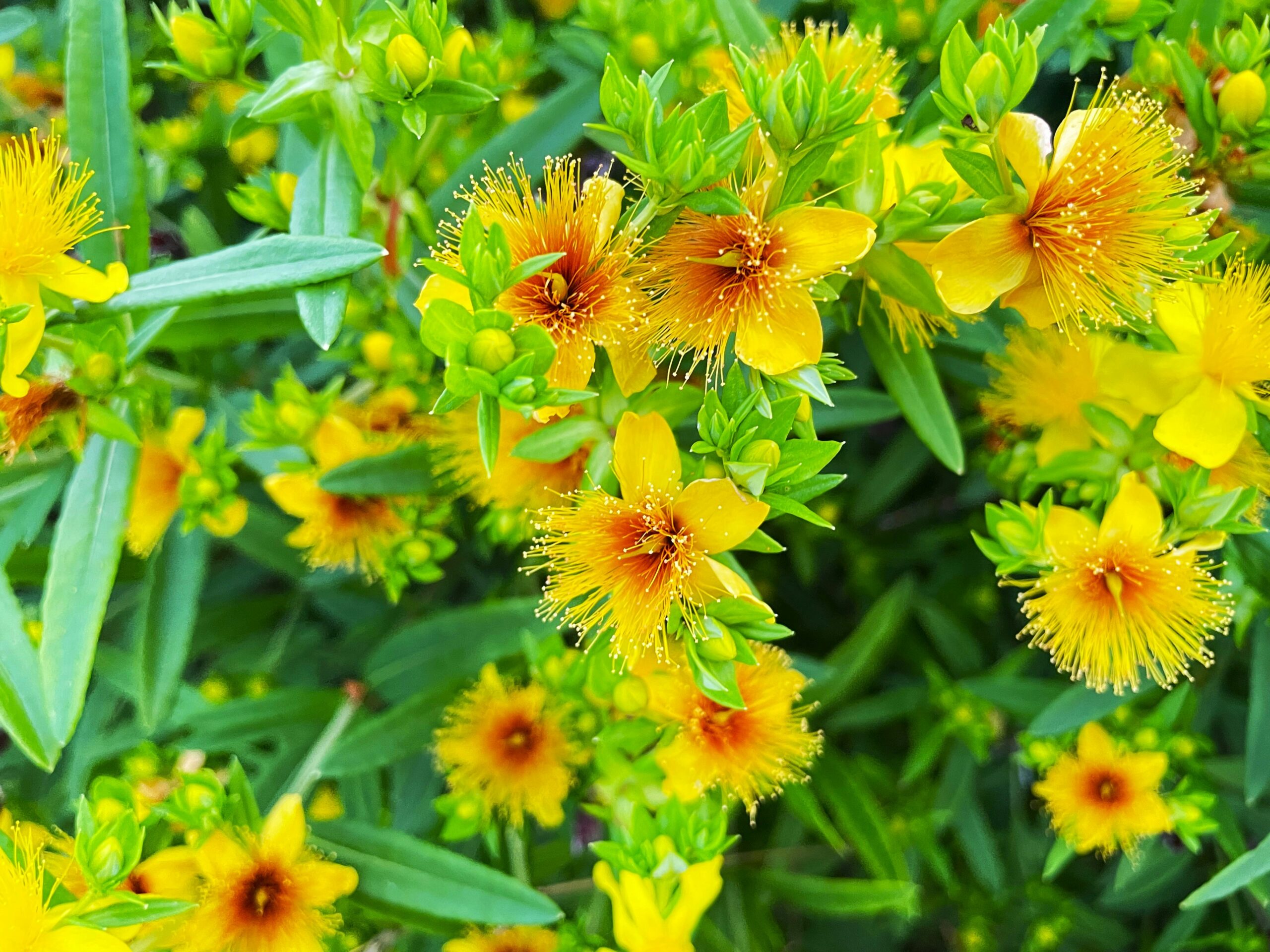 A picture of St Johns Wort