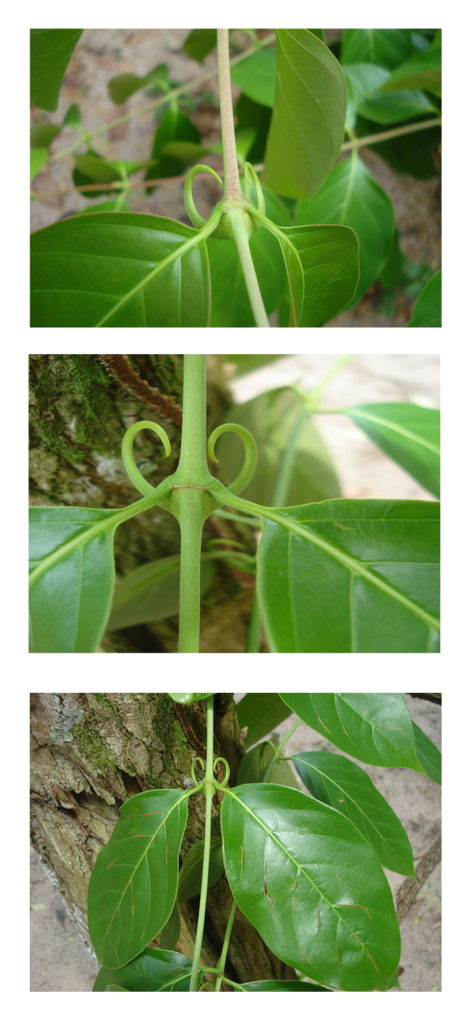 Close-up image of a cat's claw plant