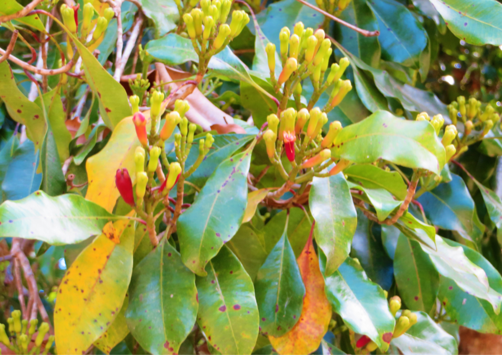 close-up image of cloves flowering parts