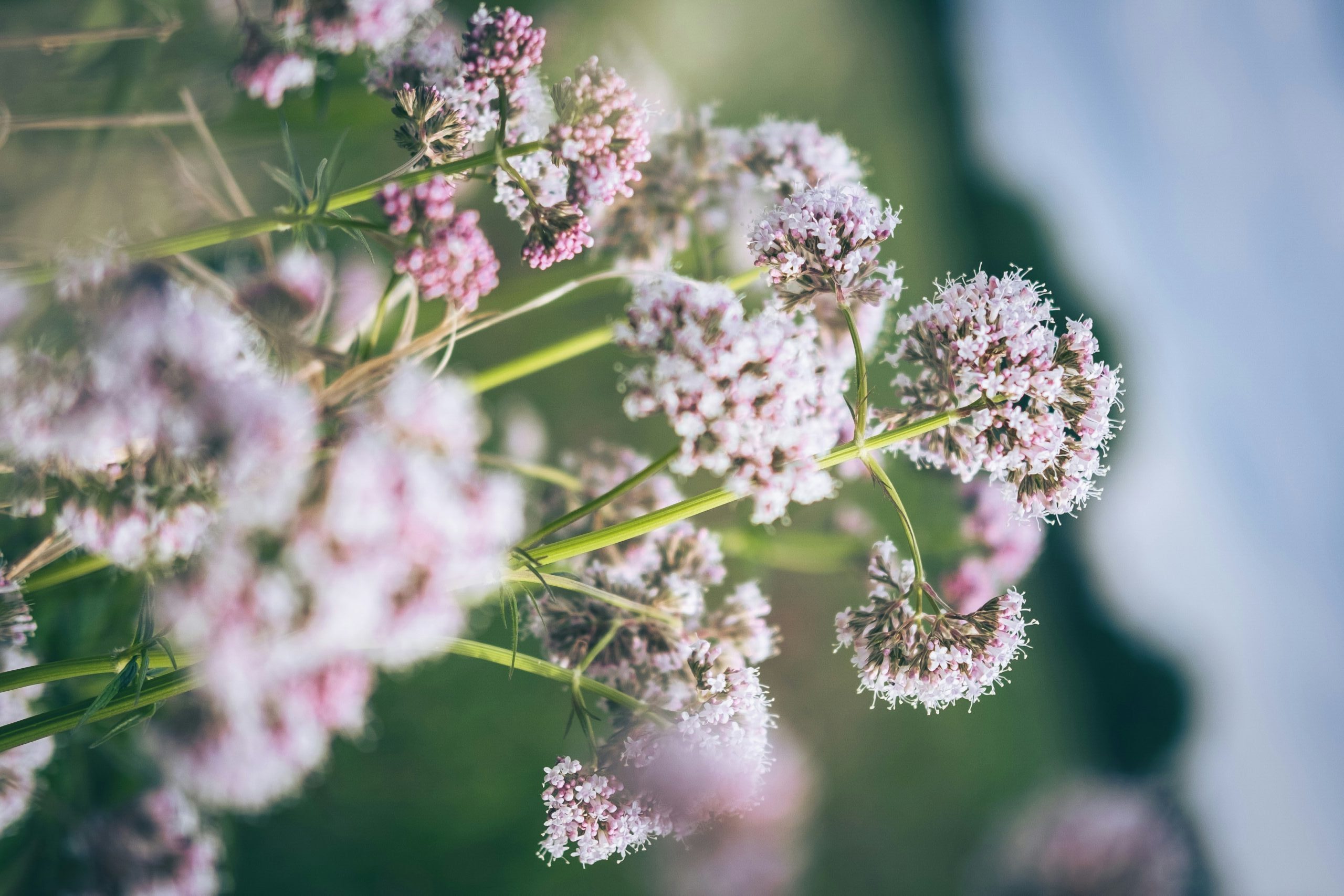 Valerian (Valerian officinalis): Benefits, Uses, Safety and Dosage