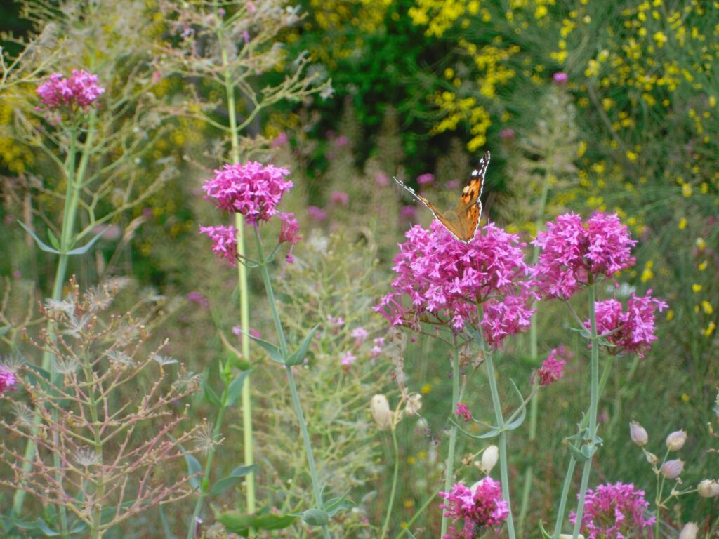 An image of a valerian herb plantation in the wild.