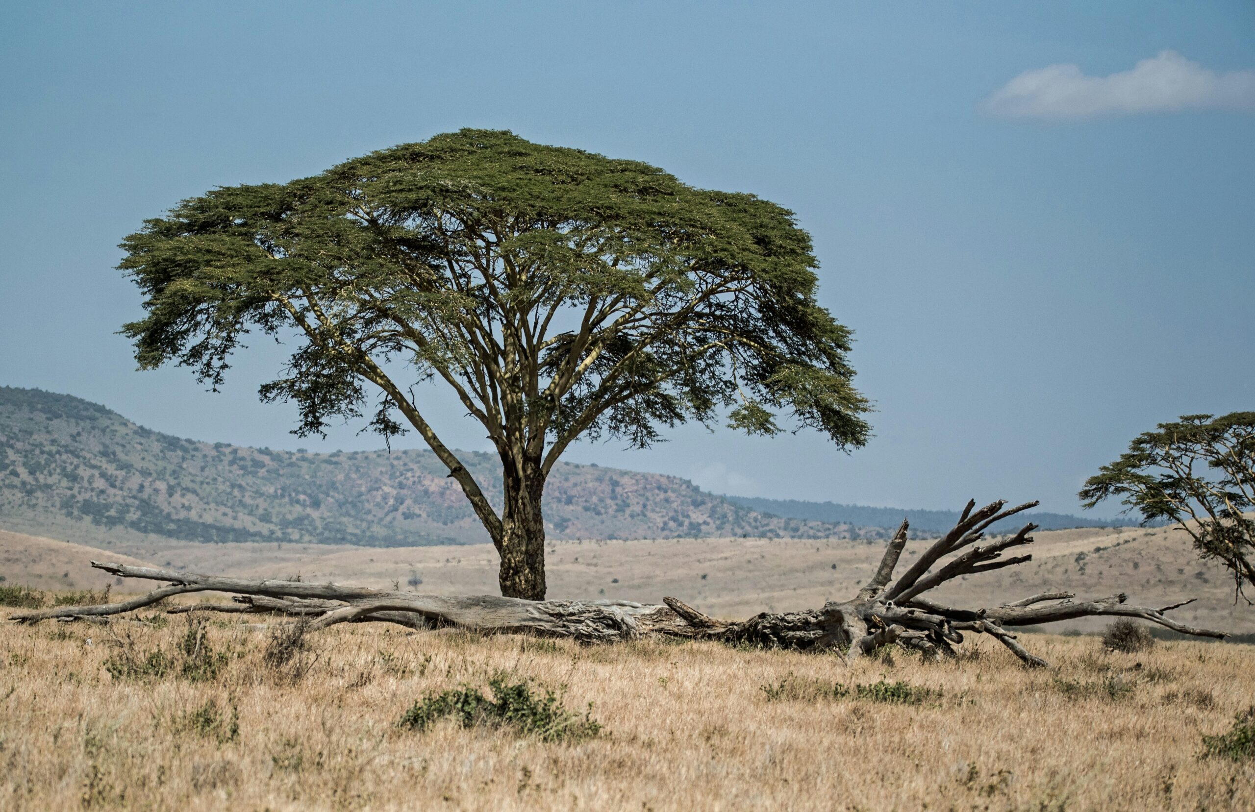 A picture of an acacia tree