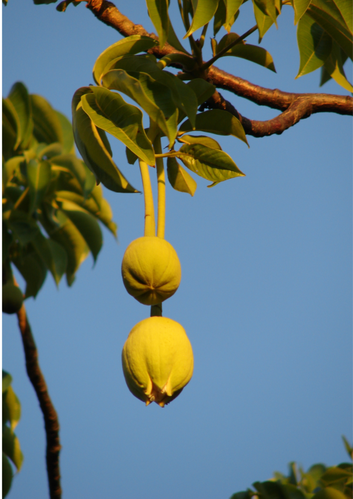 Close-up image of baobab leaves and fruits dangling from a tree