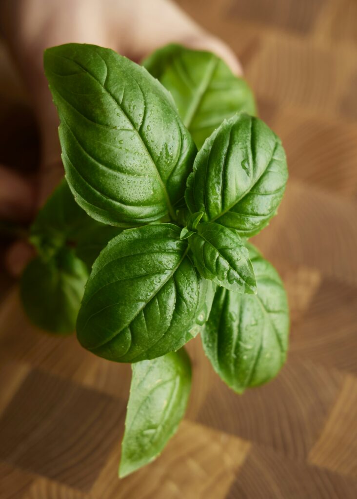 Close-up image of Basil leaves