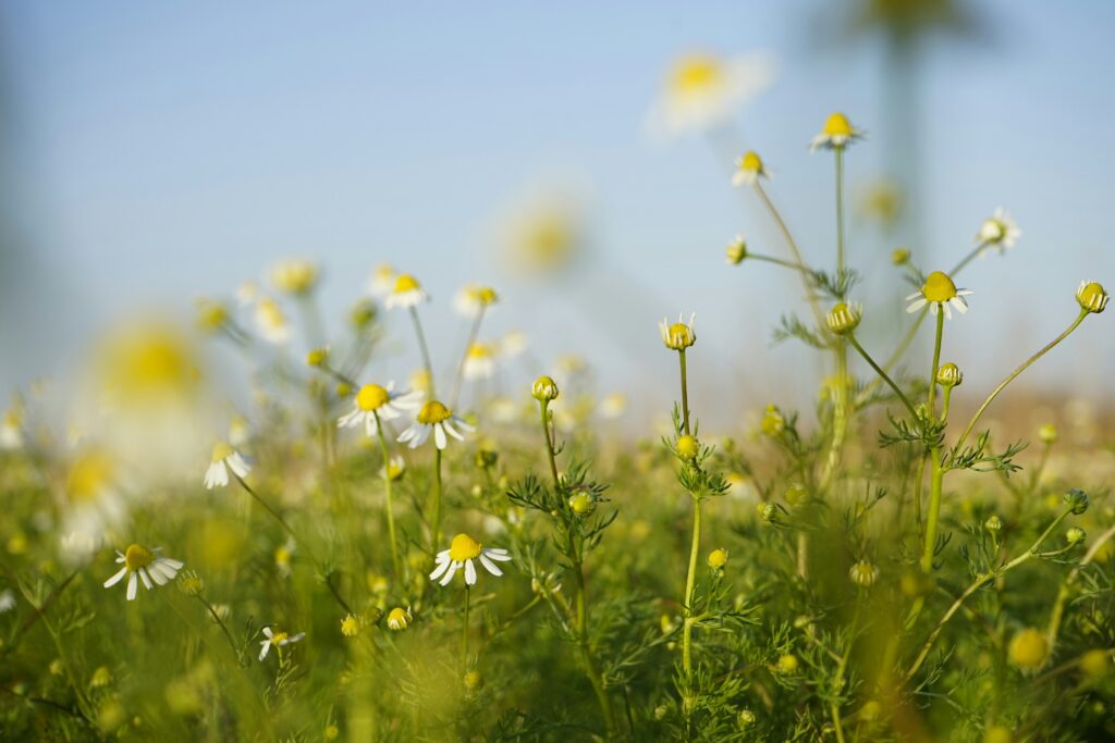 close-up photo of chamomile in the garden as a visual guide on cultivation