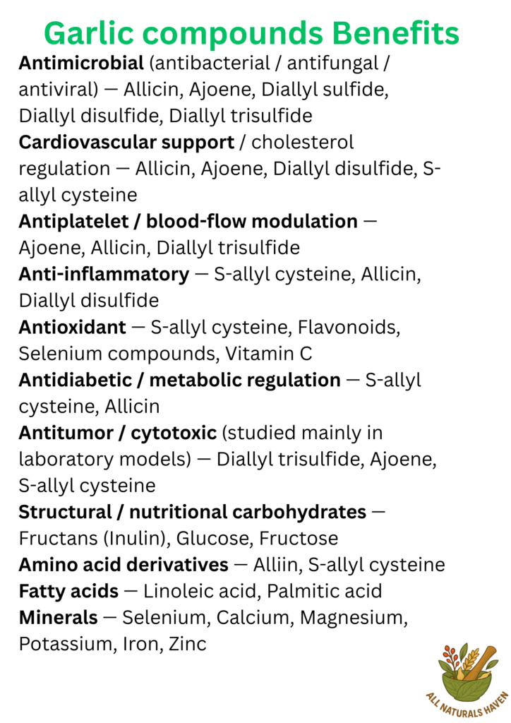 A informational poster on the benefits of compounds found in garlic, e.g., allicin, has antimicrobial action