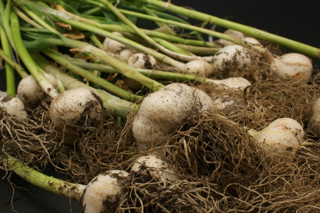A picture of garlic root bulbs, a visual aid on its cultivation