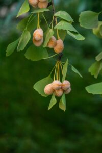 close up picture of ginkgo plant branch 